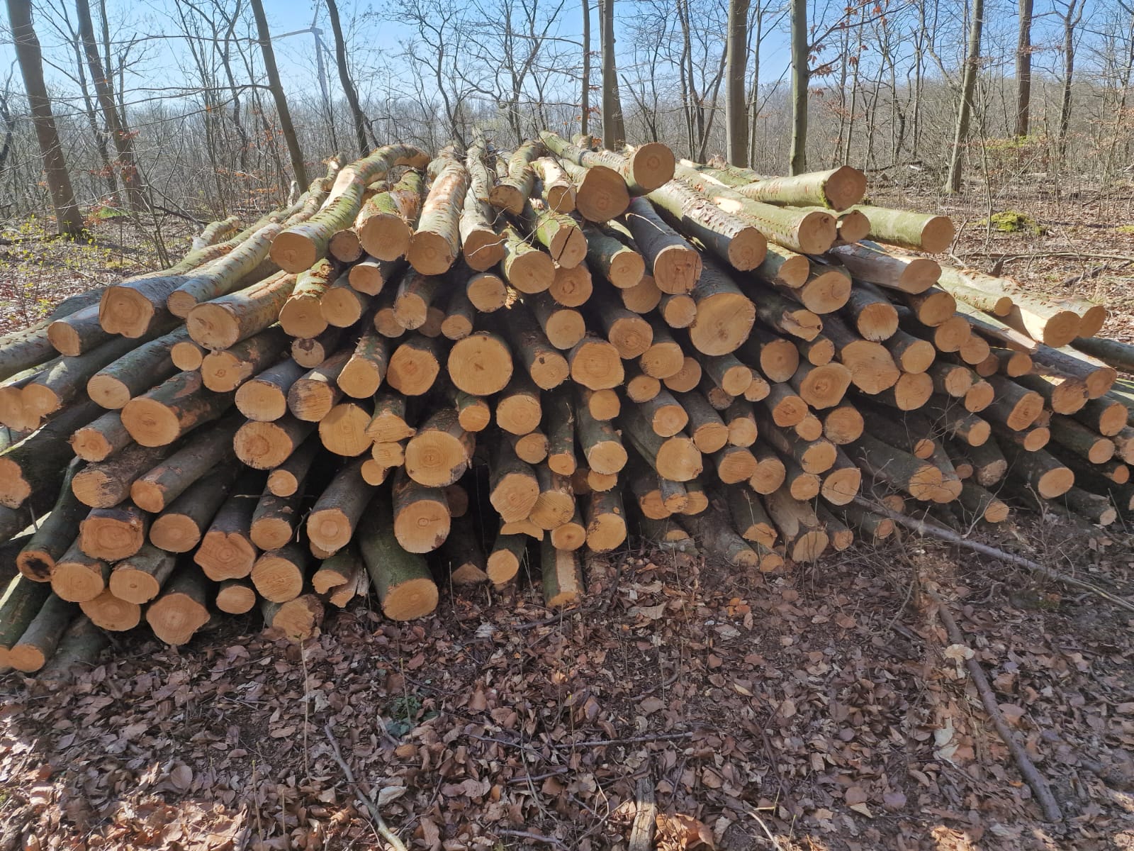 Bild Stammholz Buche